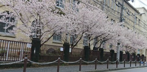 京都の早咲き桜