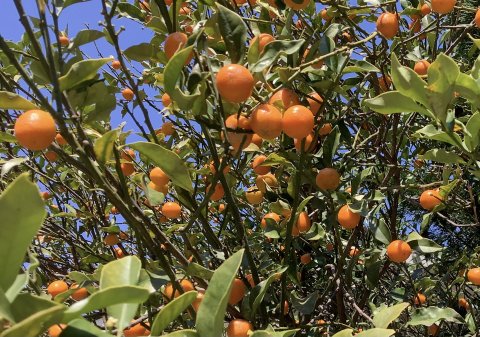 金柑　花橘の実　花は白色　　みかんは全部タイワンリスの餌に