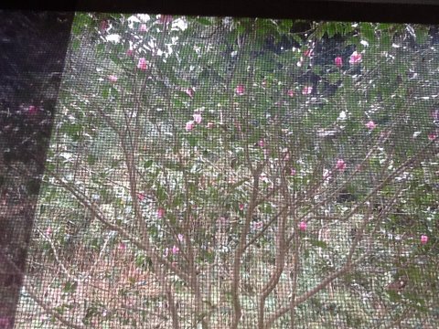 網戸ごしの椿の花