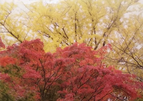 信貴山の紅葉