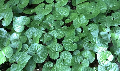 双葉葵　　下向きのエンジ色の花はまだです