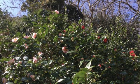 椿・一本の木が赤とピンク色の花を咲き分ける