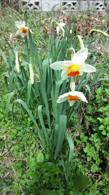 今年も無事に9本の花が咲きそうです