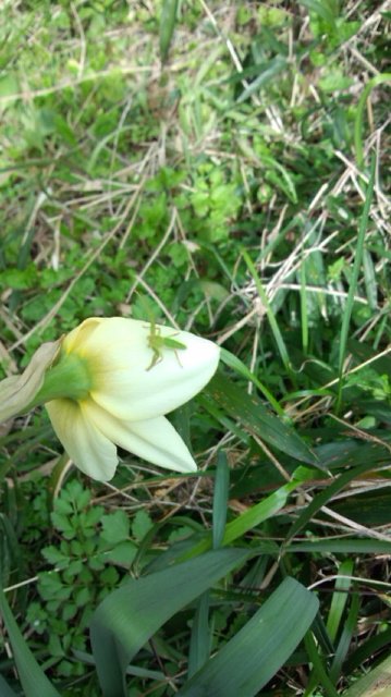 まだちいさな虫が水仙の花にしがみついていて