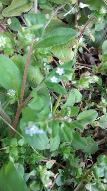 はこべに混じってわすれな草