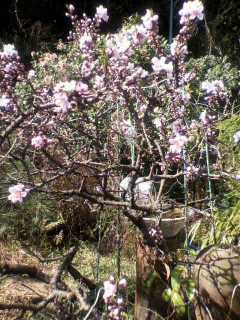 はなももの花