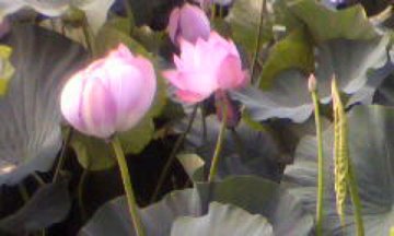 花の台 夏の伊豆沼