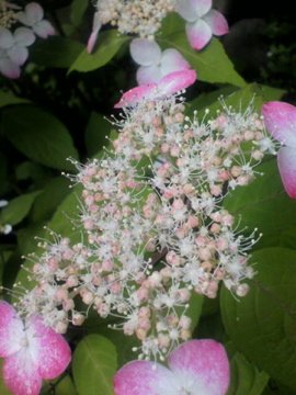 我が家にも植えたはず クレナイ でした
