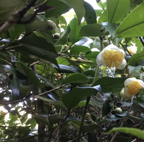 お茶の花