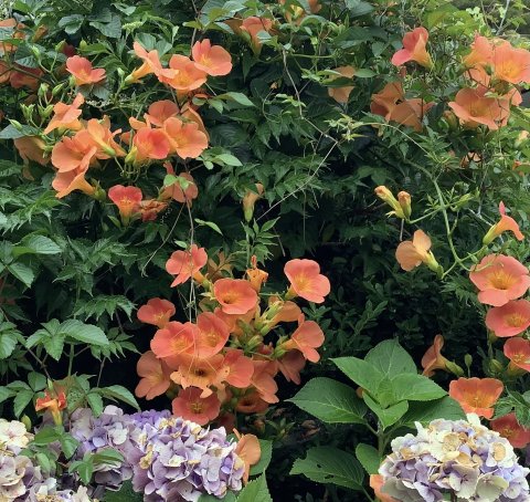 凌霄花　今年もたくさん花をつけてくれた