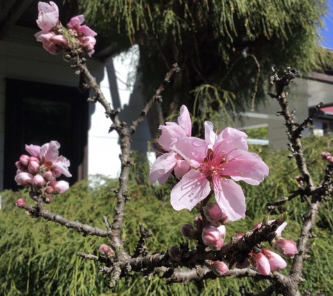 花桃　　　　2年間肥料を施さなかったために花数が少ない