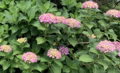 日に日に色が変わる フラミンゴ?
