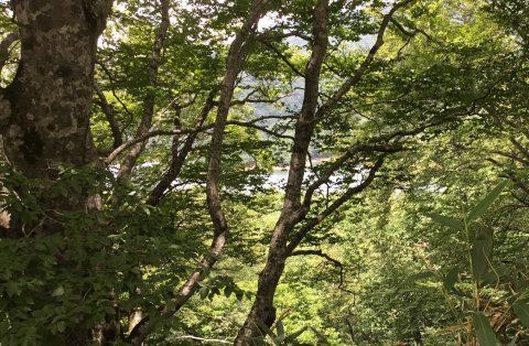 木の間がくれの有峰湖