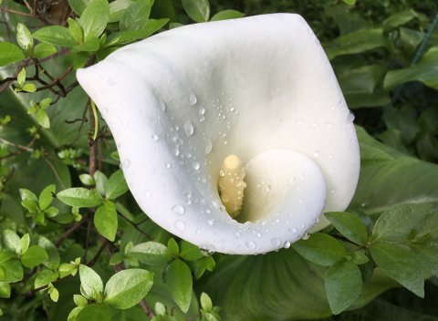 虫に会っていないカラーの花