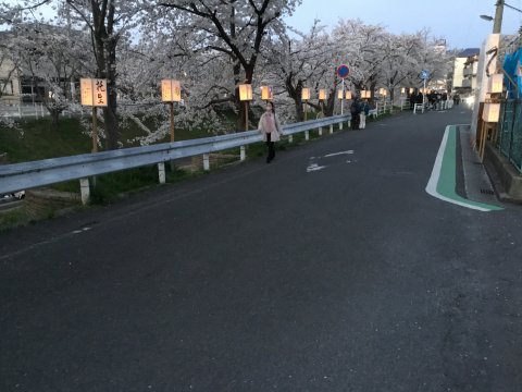 これから火の入った行灯が21時まで夜桜と共演する