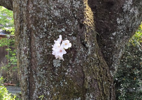 哲学の道の桜