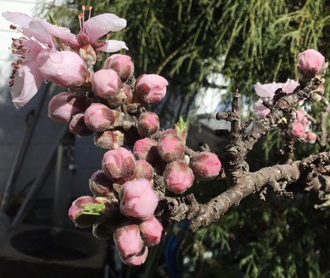 我が家の花桃