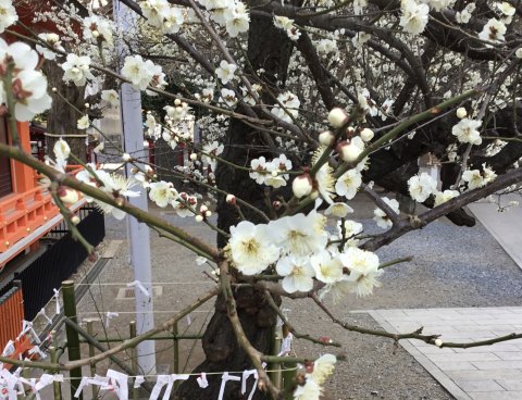 花園神社境内