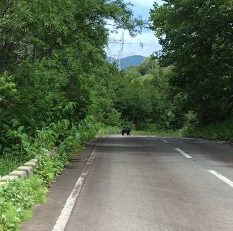 熊さん