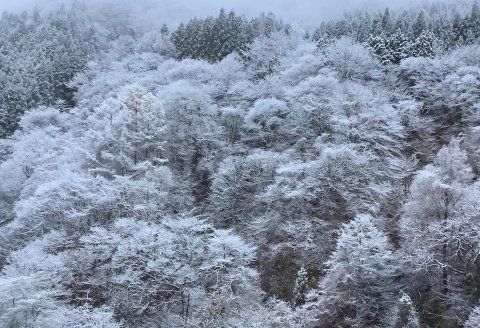 初雪　窓から　　