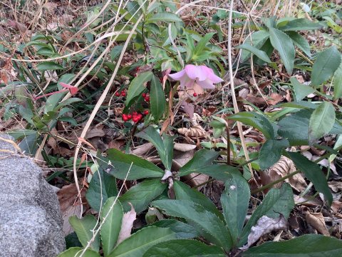 ワイルド・ガーデンの万両と草花