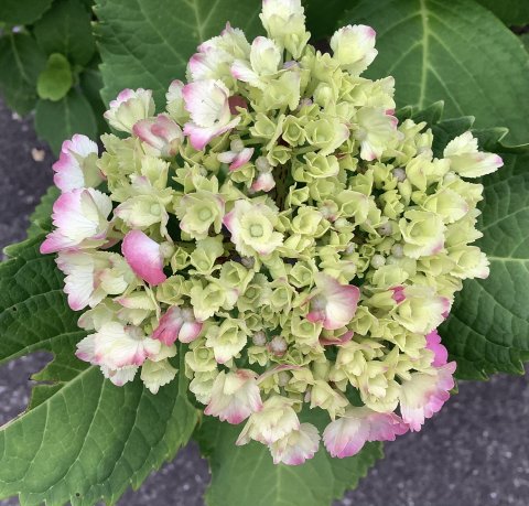 これも大好きな花の一つ