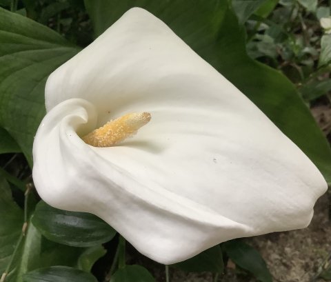 カラー　　大好きな花の一つ