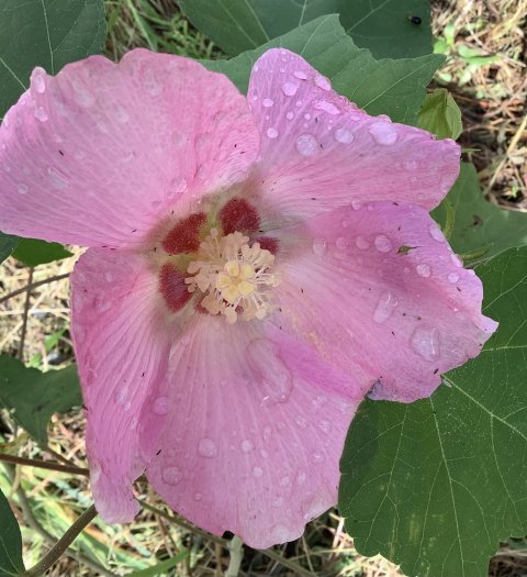 芙蓉の花