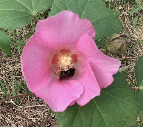 芙蓉の花に身体ごとの、ハチ