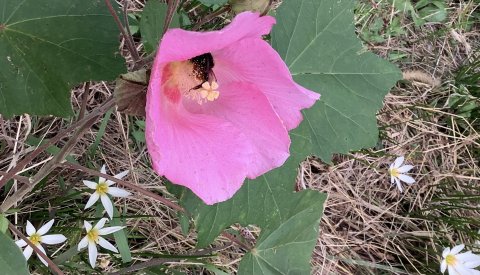 玉すだれと芙蓉の花