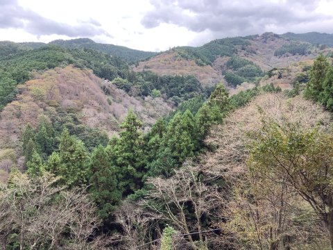 吉水神社の一目千本