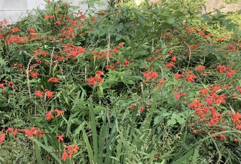 忘れた花です。