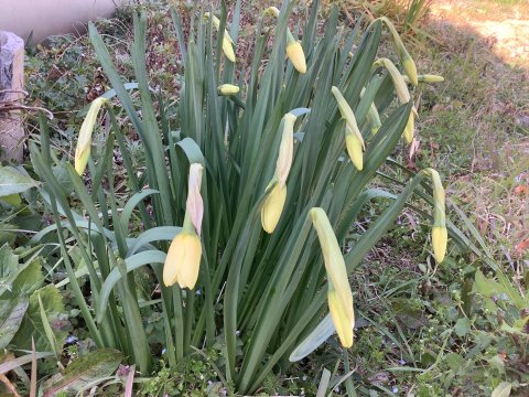 ラッパ水仙