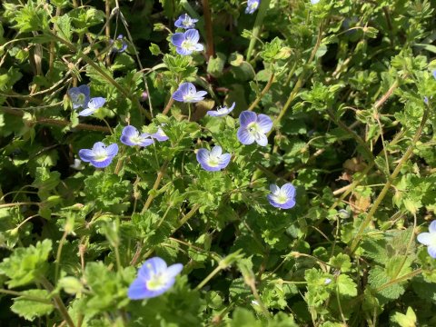 オオイヌノフグリ