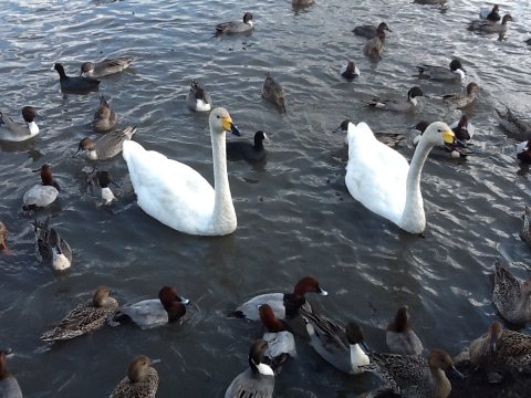 瓢湖の白鳥とかも