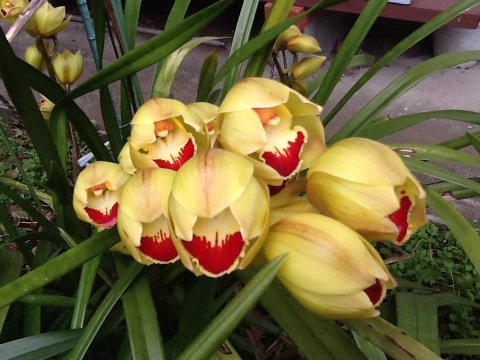 6本あります 直植えのシンビジュウム