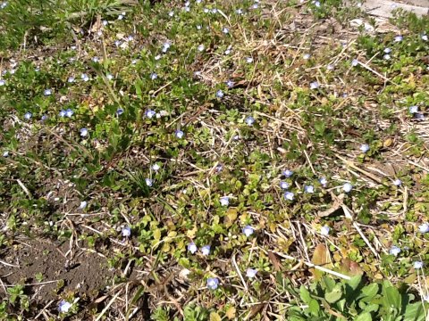 もうすぐにべつの草が繁ります ワイルドな我が家の庭